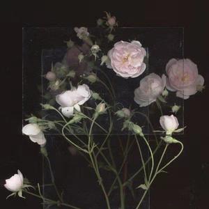 TaiwanGAY台湾0色直男
